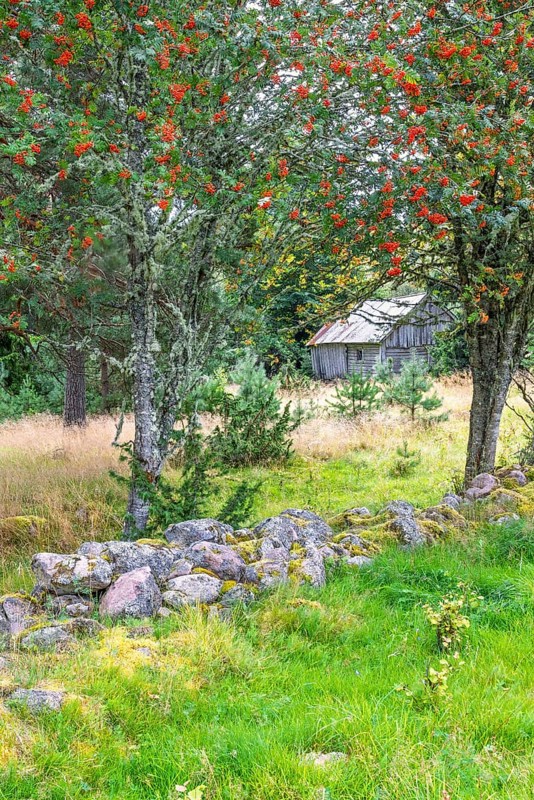 Abandoned wooden barn in a forest with red berries on Rowan trees and a stone wall in an old cultural landscape, Sweden