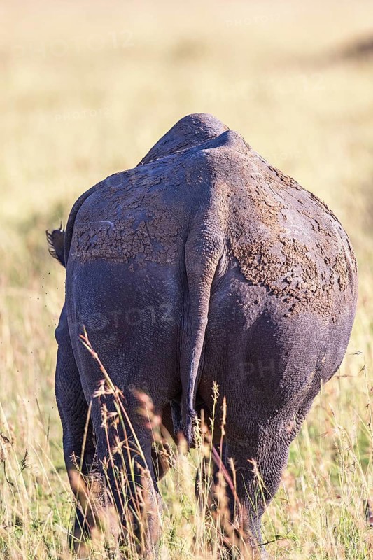 Black rhinoceros (Diceros bicornis) walking on a grass savanna from behind, Narok, Maasai Mara National Reserve, Kenya