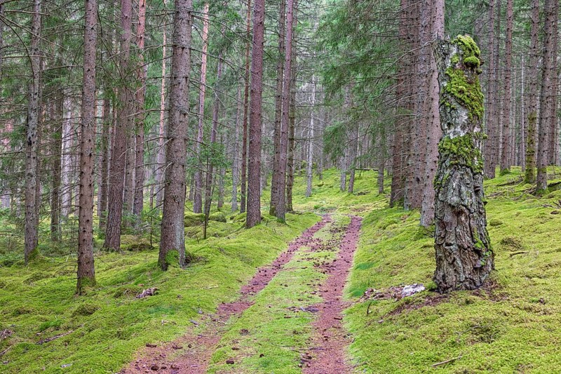 Dirt road in a spruce forest with green moss covered the ground