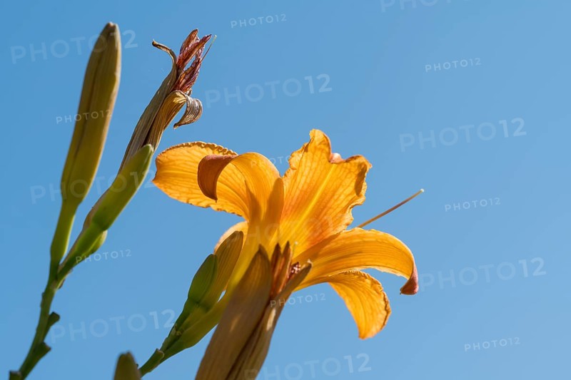 Blooming lily (Lilium), ornage, frog perspective in front of blue sky, close-up, North Rhine-Westphalia, Germany