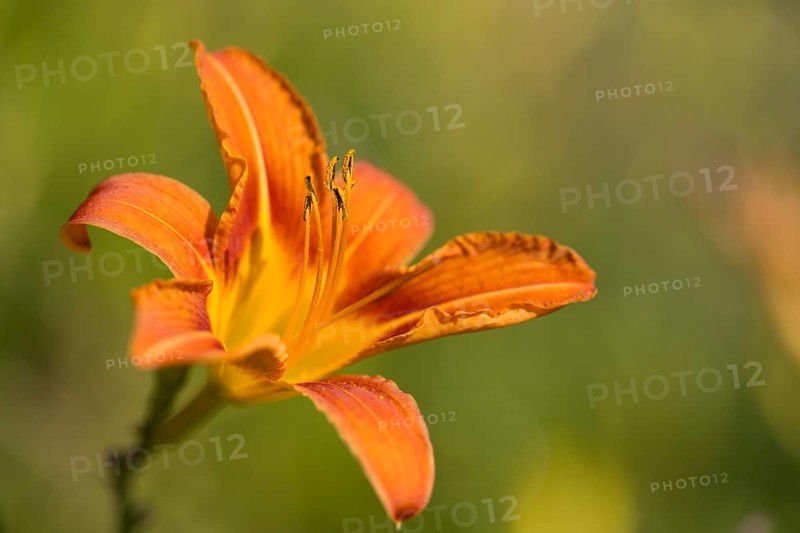 Flower of the lily (Lilium), close-up, orange, North Rhine-Westphalia, Germany