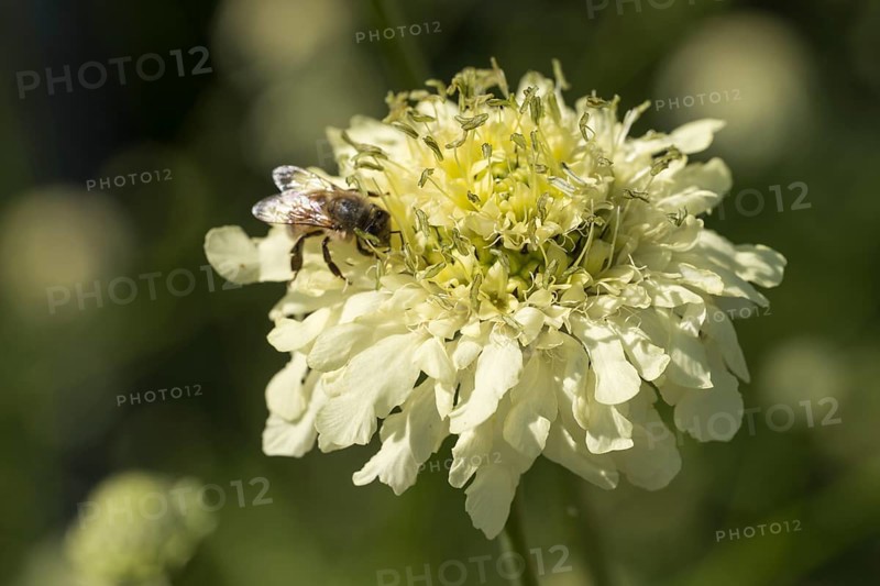 Cephalaria gigantea, single flower with bee, close-up, North Rhine-Westphalia, Germany