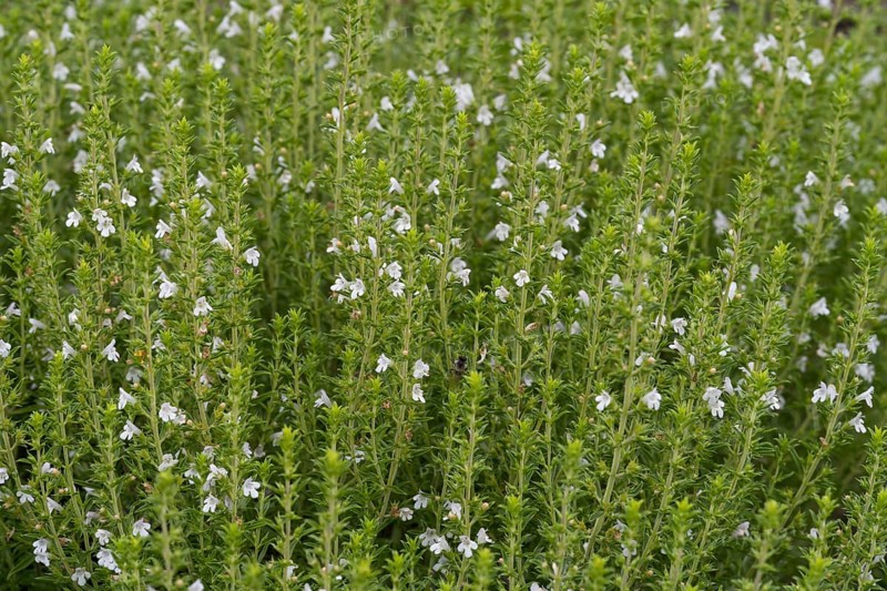 Flowering thyme (Thymus vulgaris), North Rhine-Westphalia, Germany