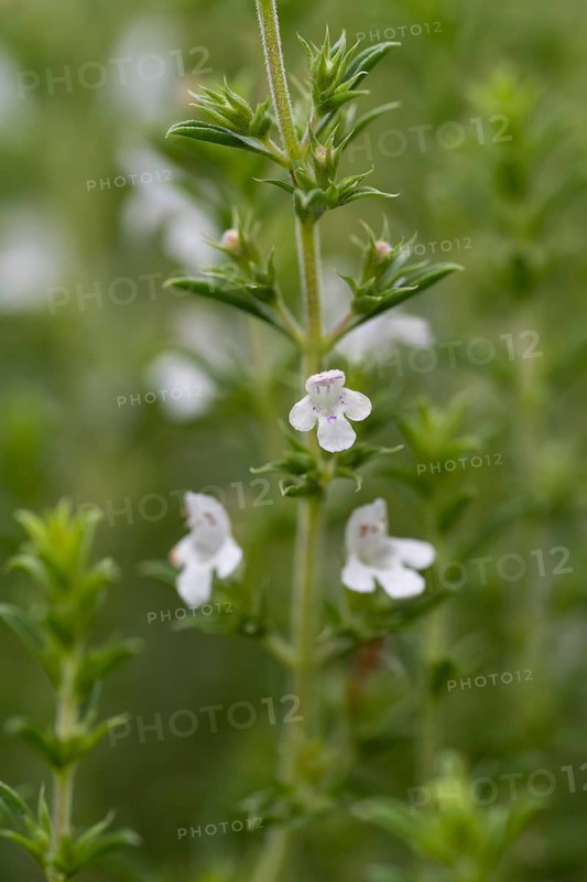 Flowering thyme (Thymus vulgaris), close-up, North Rhine-Westphalia, Germany