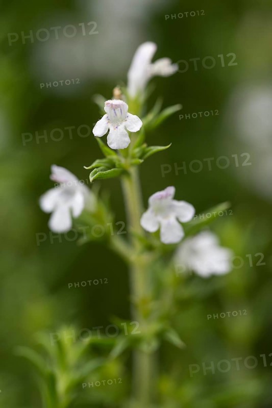 Flowering thyme (Thymus vulgaris), close-up, North Rhine-Westphalia, Germany