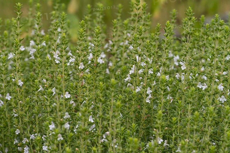 Flowering thyme (Thymus vulgaris), North Rhine-Westphalia, Germany