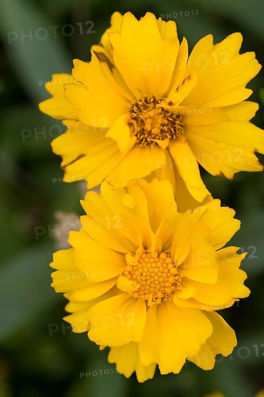 Large-flowered girl's eye (Coreopsis grandiflora), yellow flowers, close-up, North Rhine-Westphalia, Germany