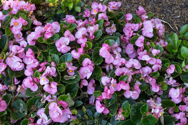 Ice begonias (Begonia x semperflorens-cultforum), Semperflorens begonias, North Rhine-Westphalia, Germany
