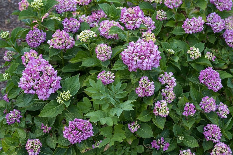 Hydrangea, bush with flowers, North Rhine-Westphalia, Germany