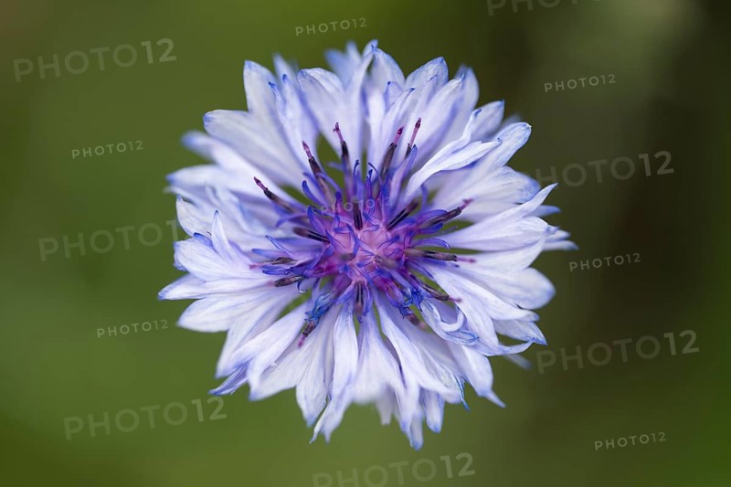 Cornflower (Centaurea cyanus) single flower, close-up, North Rhine-Westphalia, Germany
