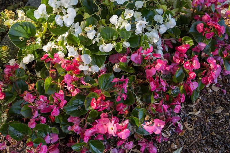 Ice begonias (Begonia x semperflorens-cultforum), Semperflorens begonias, North Rhine-Westphalia, Germany