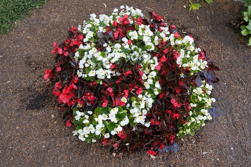 Ice begonias (Begonia x semperflorens-cultforum), Semperflorens begonias, round bed, North Rhine-Westphalia, Germany