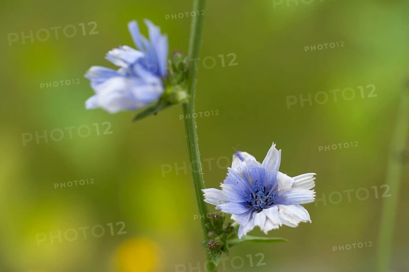 Chicory (Cichorium intybus), two flowers, close-up, North Rhine-Westphalia, Germany