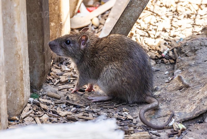 Many cities have a rat problem. The state capital Stuttgart sees itself as a model municipality for rat management. Symbolic photo. Rats on a rubbish container at Stuttgart Central Station, Baden-Württemberg, Germany