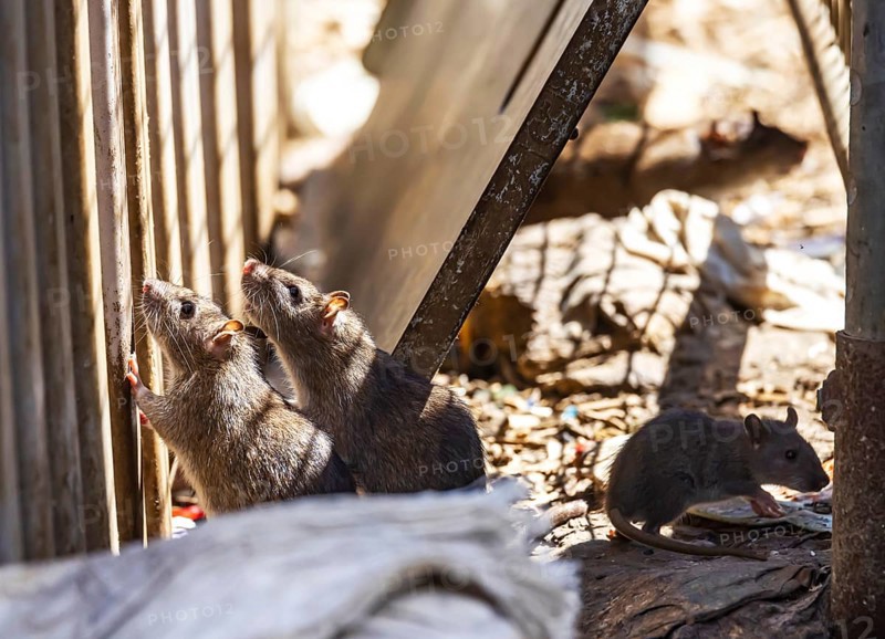 Many cities have a rat problem. The state capital Stuttgart sees itself as a model municipality for rat management. Symbolic photo. Rats on a rubbish container at Stuttgart Central Station, Baden-Württemberg, Germany