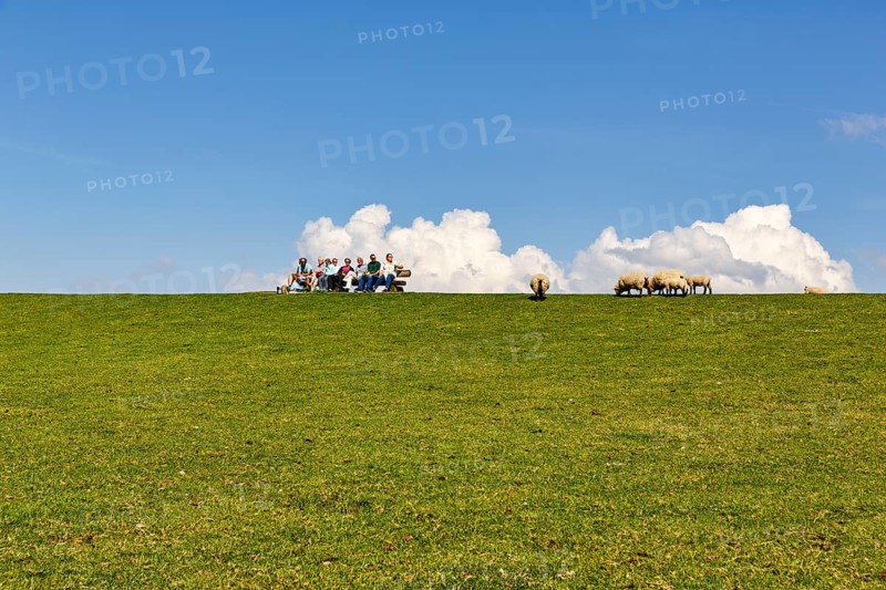 Walkers sitting on bench, sheep grazing on dyke, Cumulus, Westerhever, Eiderstedt, Nordfriesland, Schleswig-Holstein, Germany