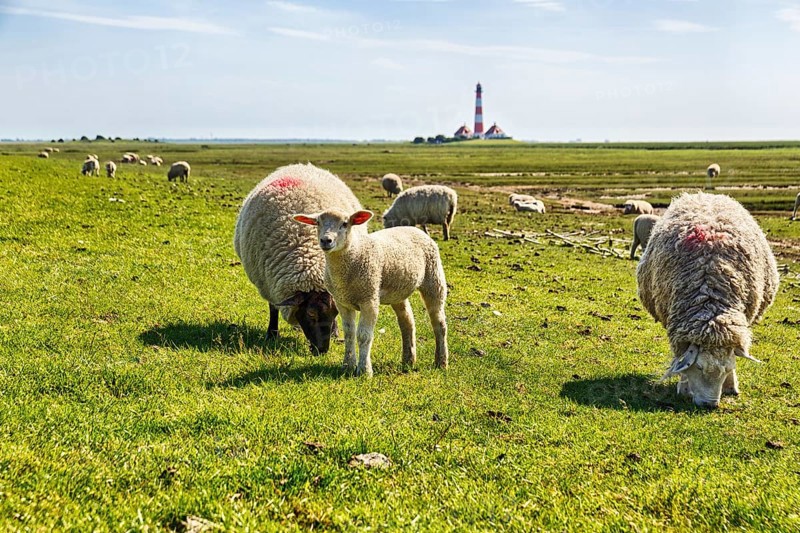 Sheep grazing, Westerheversand lighthouse on the horizon, haze, Westerhever, Eiderstedt, North Frisia, Schleswig-Holstein, Germany