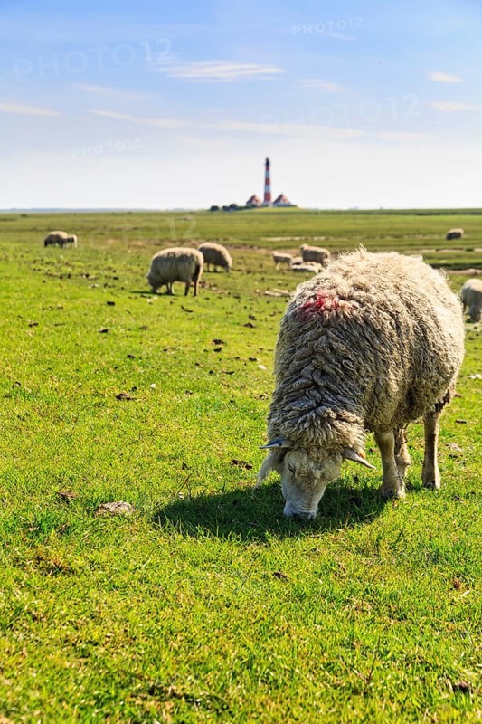 Sheep grazing, Westerheversand lighthouse on the horizon, haze, Westerhever, Eiderstedt, North Frisia, Schleswig-Holstein, Germany