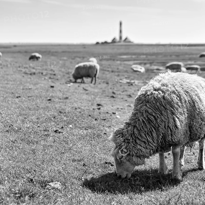 Sheep grazing, Westerheversand lighthouse on the horizon, monochrome, Westerhever, Eiderstedt, North Frisia, Schleswig-Holstein, Germany