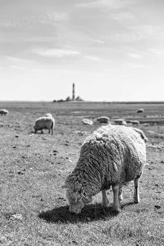 Sheep grazing, Westerheversand lighthouse on the horizon, monochrome, Westerhever, Eiderstedt, North Frisia, Schleswig-Holstein, Germany