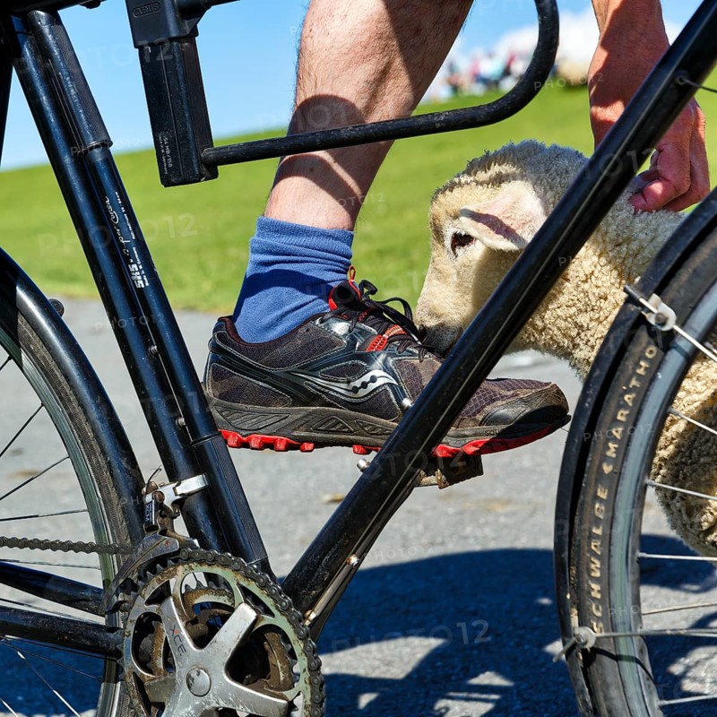 Cyclist cuddling a trusting sheep while cycling along the dyke, Westerhever, Eiderstedt, Nordfriesland, Schleswig-Holstein, Germany