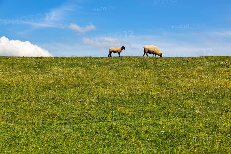 Two sheep grazing on dike, Cumulus, Westerhever, Eiderstedt, Nordfriesland, Schleswig-Holstein, Germany