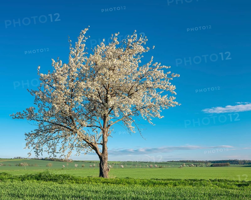 Field landscape in spring, blossoming cherry trees in the middle of green fields under a blue sky, Freyburg (Unstrut), Burgenlandkreis, Saxony-Anhalt, Germany