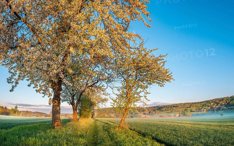 Field landscape with morning fog in the first morning light, blossoming cherry trees on the field path in spring, Freyburg (Unstrut), Burgenlandkreis, Saxony-Anhalt, Germany