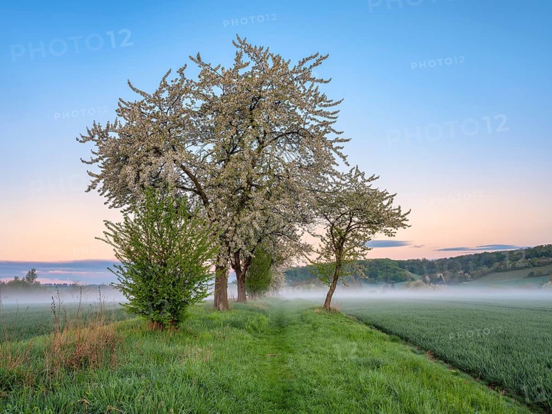 Field landscape with morning fog at dawn in spring, blossoming cherry trees along the field path, Freyburg (Unstrut), Burgenlandkreis, Saxony-Anhalt, Germany