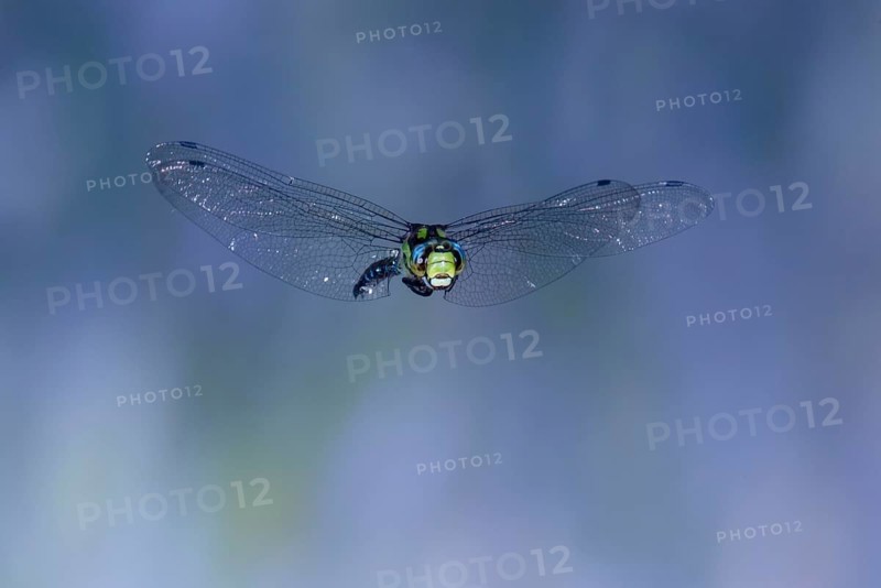Southern Hawker (Aeshna cyanea) in flight, North Rhine-Westphalia, Germany