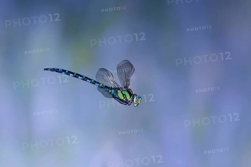 Southern Hawker (Aeshna cyanea) in flight, North Rhine-Westphalia, Germany