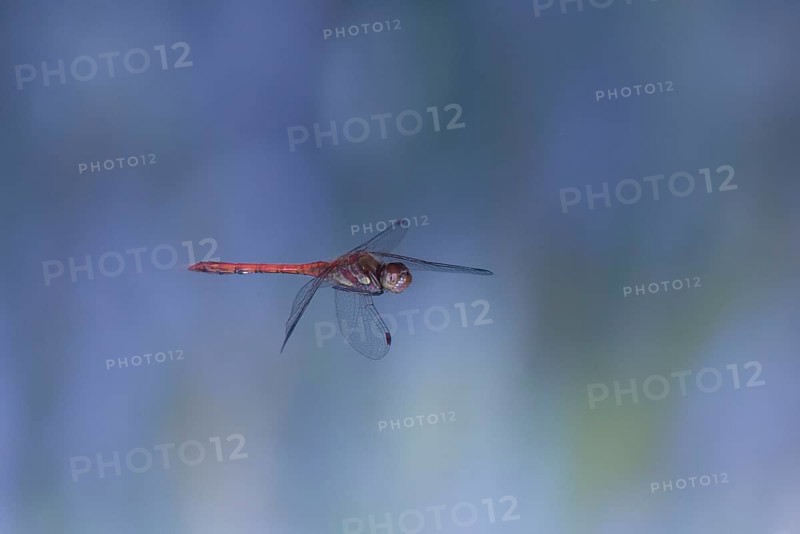 Ruddy Darter dragonfly (Sympetrum sanguineum) in flight, North Rhine-Westphalia, Germany