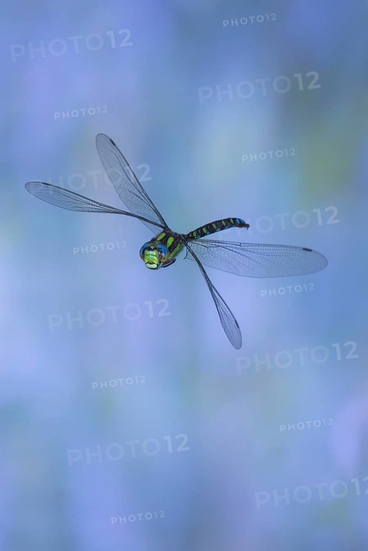 Southern Hawker (Aeshna cyanea) in flight, North Rhine-Westphalia, Germany