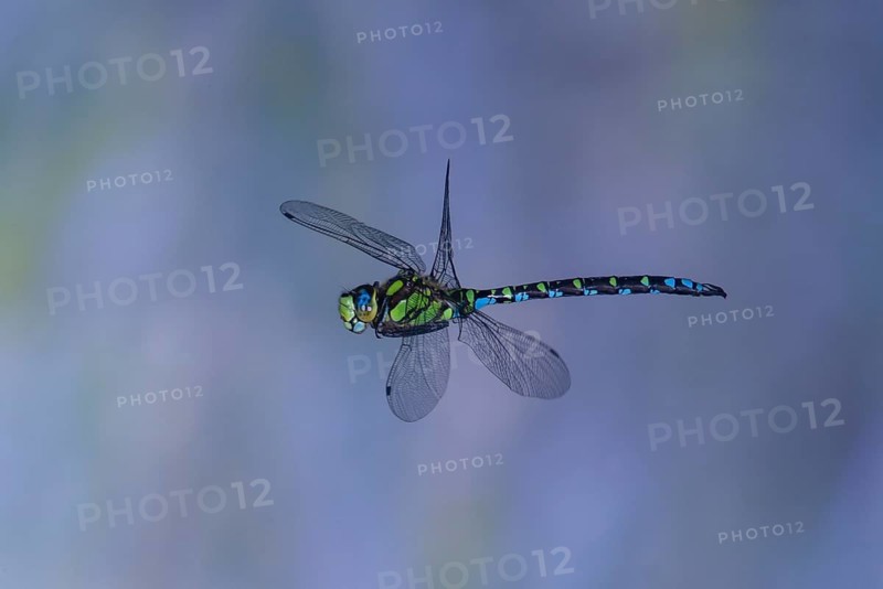 Southern Hawker (Aeshna cyanea) in flight, North Rhine-Westphalia, Germany