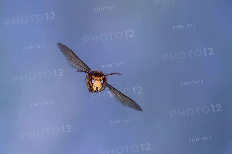 Hornet (Vespa crabro) in flight, North Rhine-Westphalia, Germany
