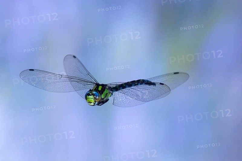 Southern Hawker (Aeshna cyanea) in flight, North Rhine-Westphalia, Germany