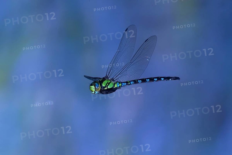 Southern Hawker (Aeshna cyanea) in flight, North Rhine-Westphalia, Germany
