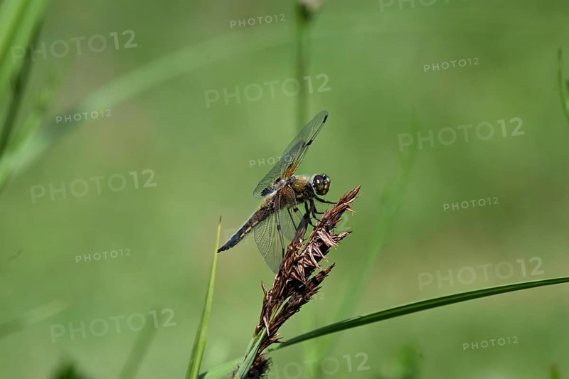 Four-spot (Libellula quadrimaculata) sitting on a reed stalk, North Rhine-Westphalia, Germany