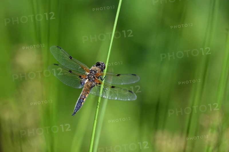 Four-spot (Libellula quadrimaculata) sitting on a rush stalk, North Rhine-Westphalia, Germany