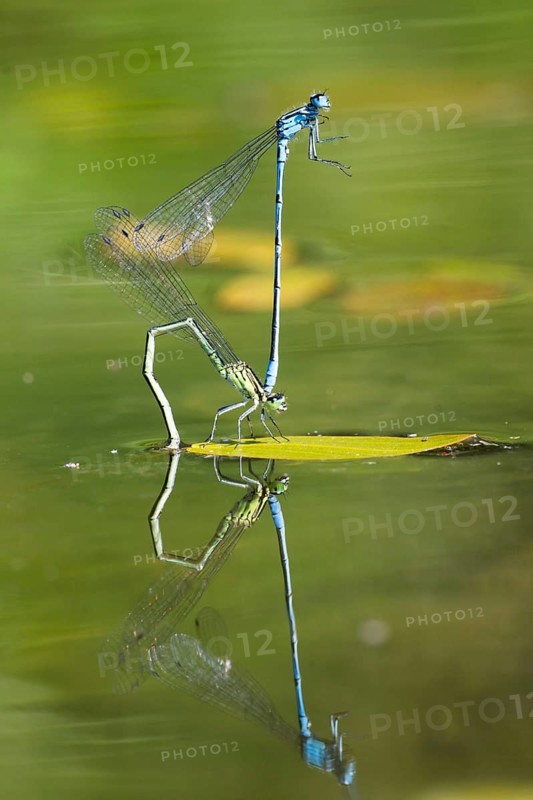 Mating wheel of the Common blue damselfly (Enallagma cyathigerum) in a body of water, North Rhine-Westphalia, Germany