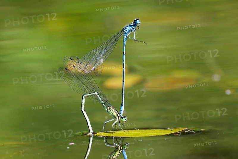 Mating wheel of the Common blue damselfly (Enallagma cyathigerum) in a body of water, North Rhine-Westphalia, Germany