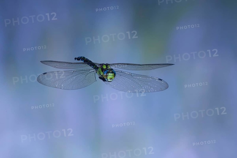 Southern Hawker (Aeshna cyanea) in flight, North Rhine-Westphalia, Germany