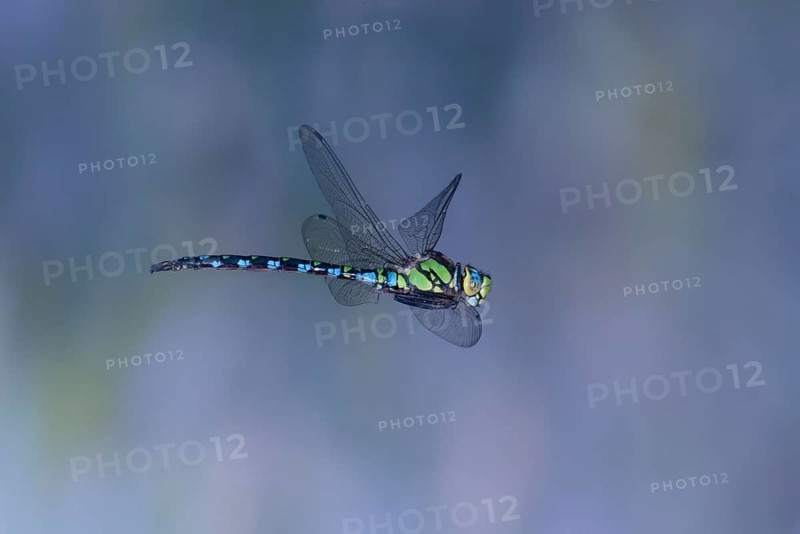 Southern Hawker (Aeshna cyanea) in flight, North Rhine-Westphalia, Germany