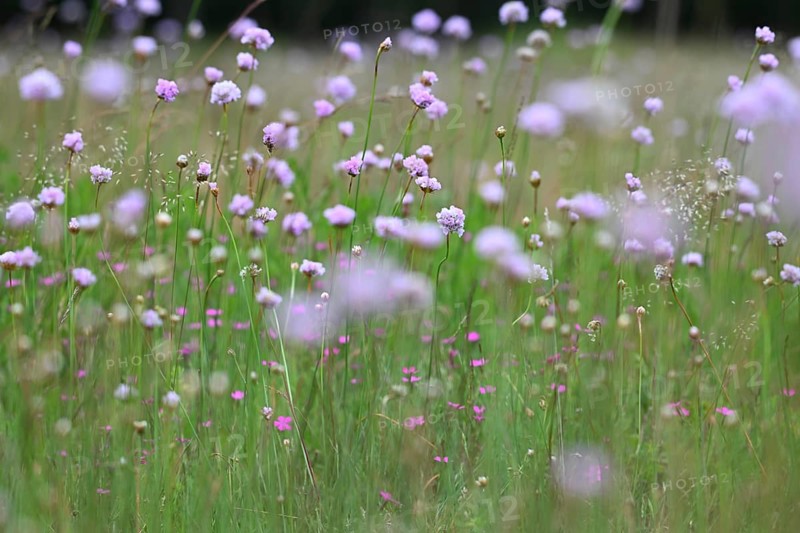 Carnation (Armeria maritima) flowering on dry lean soil, North Rhine-Westphalia, Germany