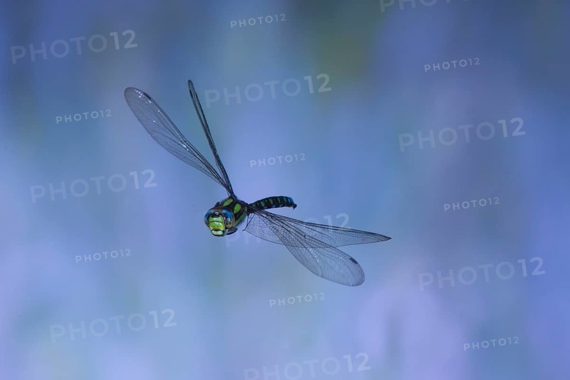 Southern Hawker (Aeshna cyanea) in flight, North Rhine-Westphalia, Germany