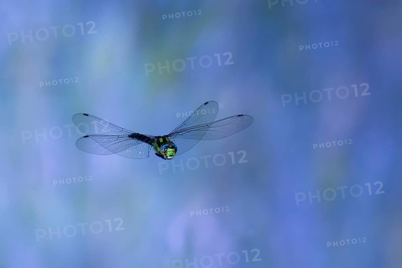 Southern Hawker (Aeshna cyanea) in flight, North Rhine-Westphalia, Germany