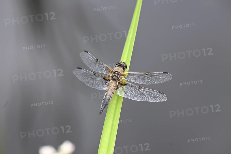 Four-spot (Libellula quadrimaculata) sitting on a reed stalk, North Rhine-Westphalia, Germany