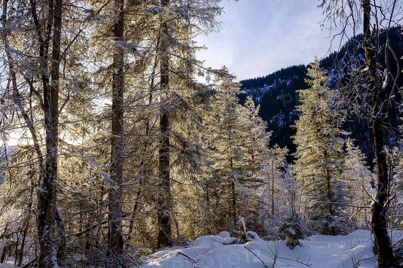Sunrise in the forest, winter on the young Isar between Wallgau and Vorderriss, Tölzer Land, Upper Bavaria, Bavaria, Germany