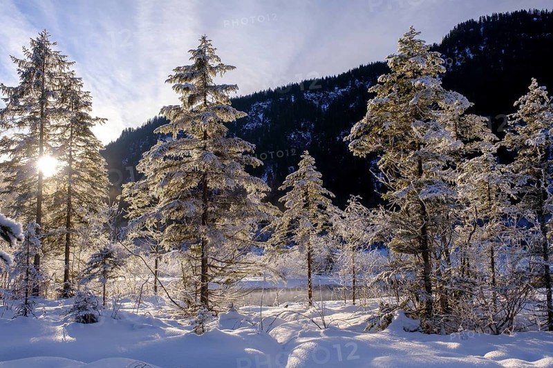 Sunrise in the forest, winter on the young Isar between Wallgau and Vorderriss, Tölzer Land, Upper Bavaria, Bavaria, Germany