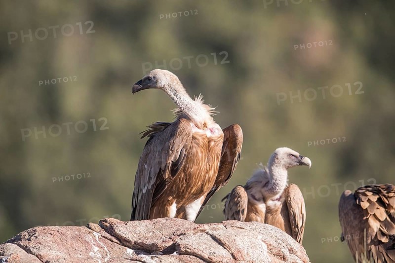 Griffon vulture (Gyps fulvus), Extremadura, Castilla La Mancha, Spain